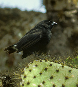 Tentilhão-do-cacto | Daphne Ilha Major | Ilha Galápagos