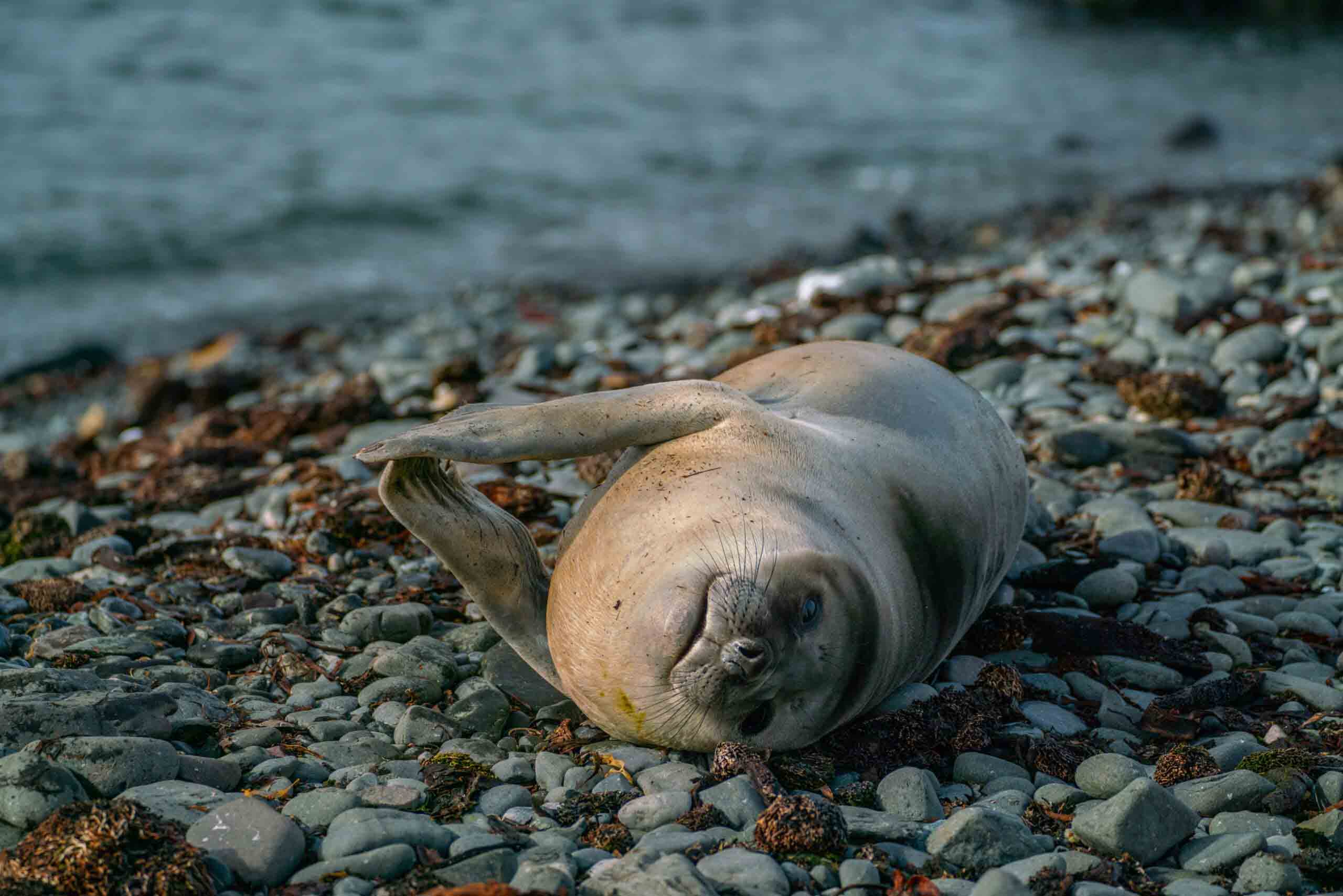 A Weddell seal lounges on the rocks | Antarctica