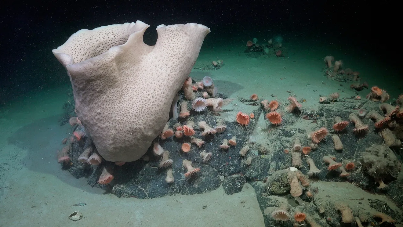 A large sponge | Antarctica