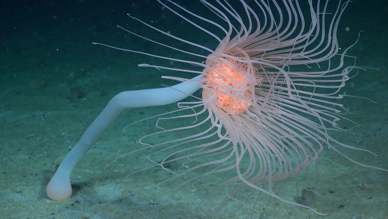 A solitary hydroid | Antarctica