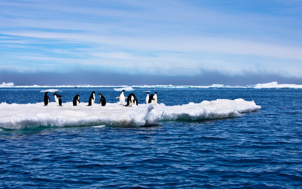 Wild Antarctica