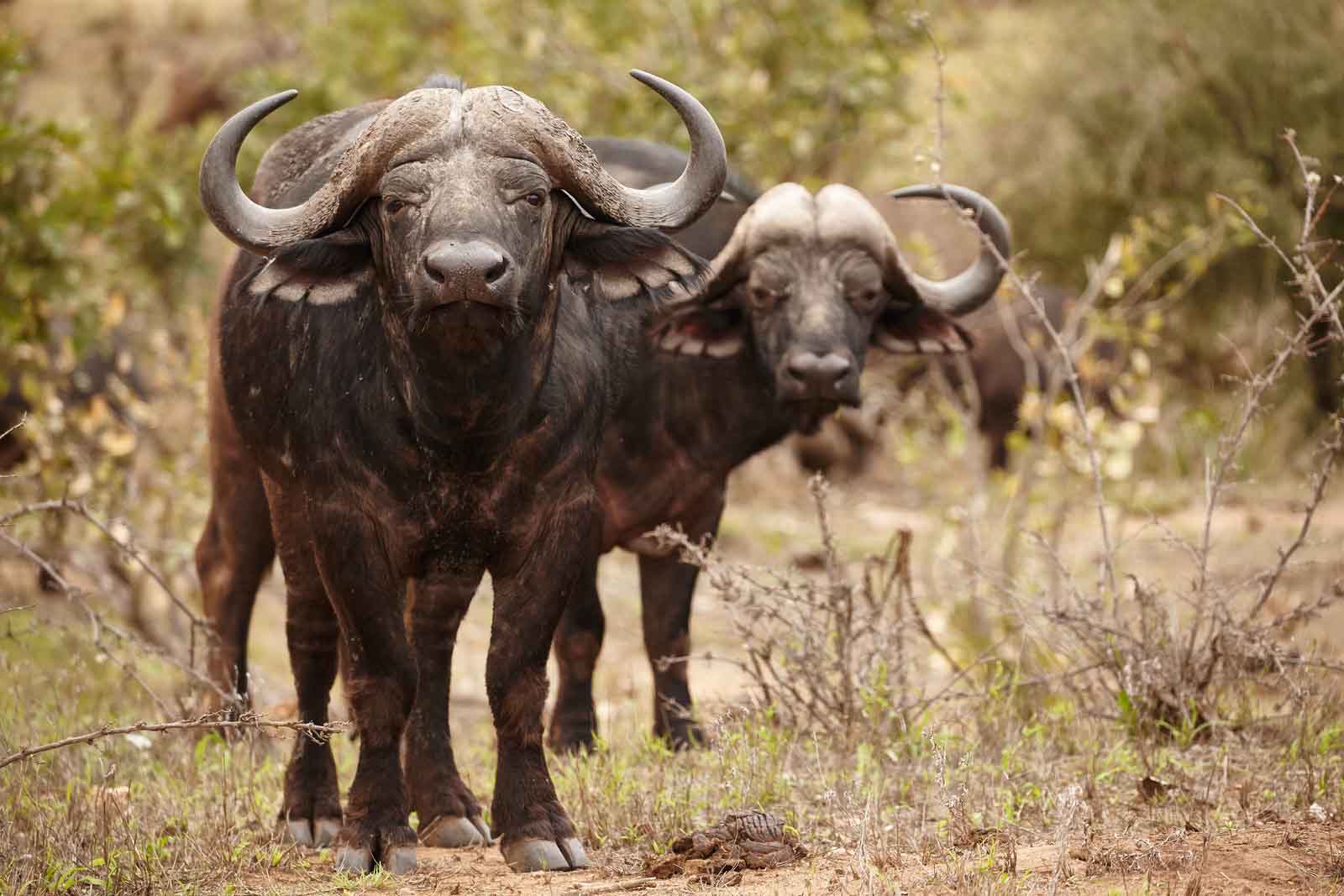 African buffalo