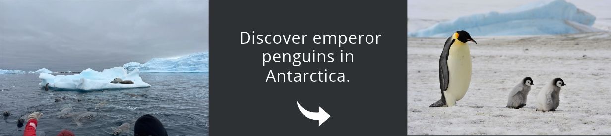 Visit Antarctica