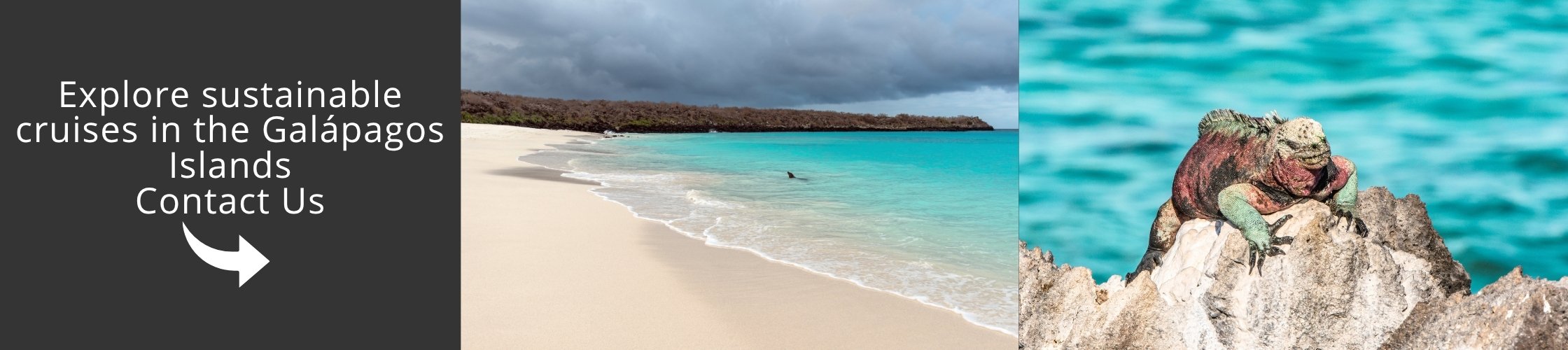 Explore the Galápagos Islands through unique wildlife encounters, sustainable travel experiences, and curated luxury journeys
