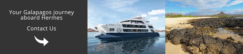 Luxury Galapagos with Hermes!