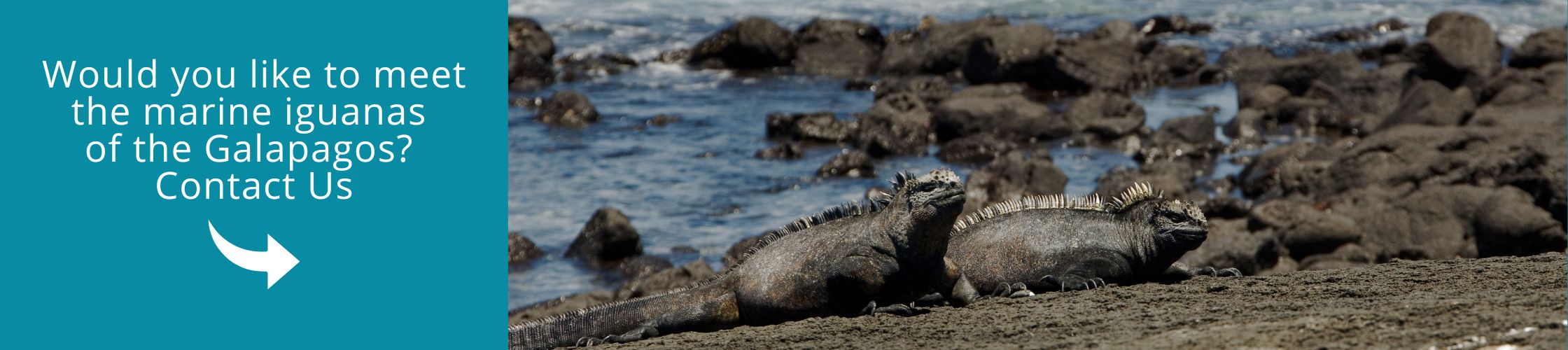 Visit Galapagos with us aboard the Anahi Catamaran