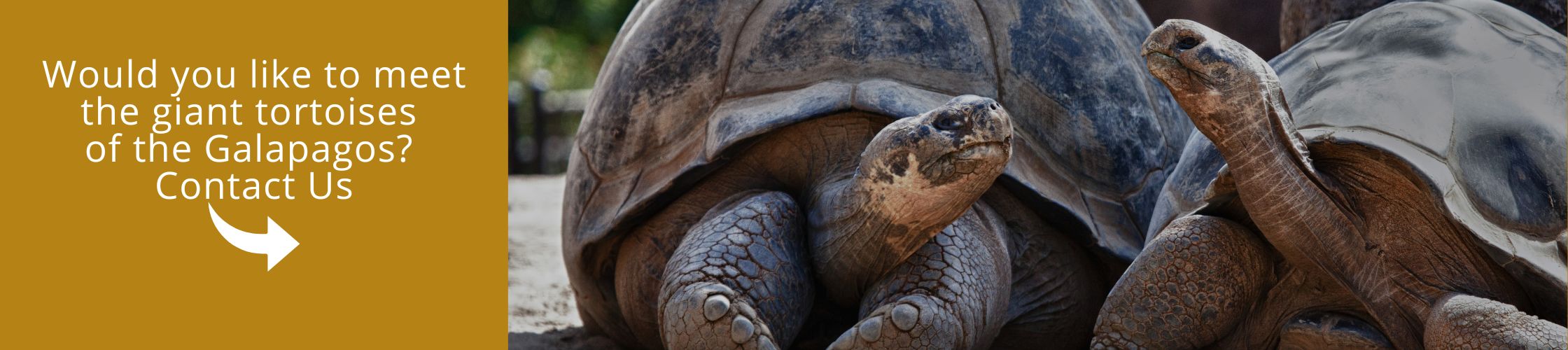 Visit Galapagos Island with us aboard the Galapagos Elite Catamaran