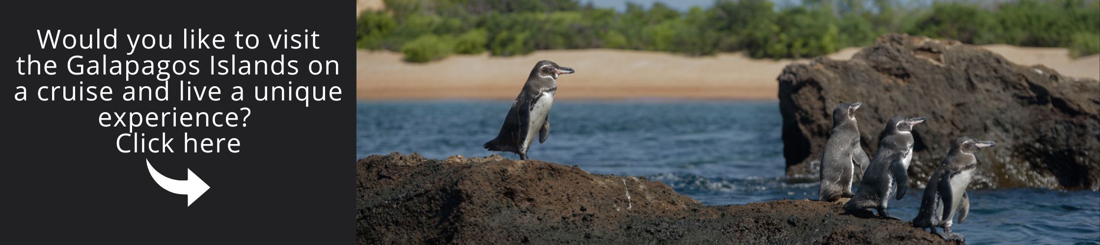 Visit the Galapagos Islands on a cruise with us