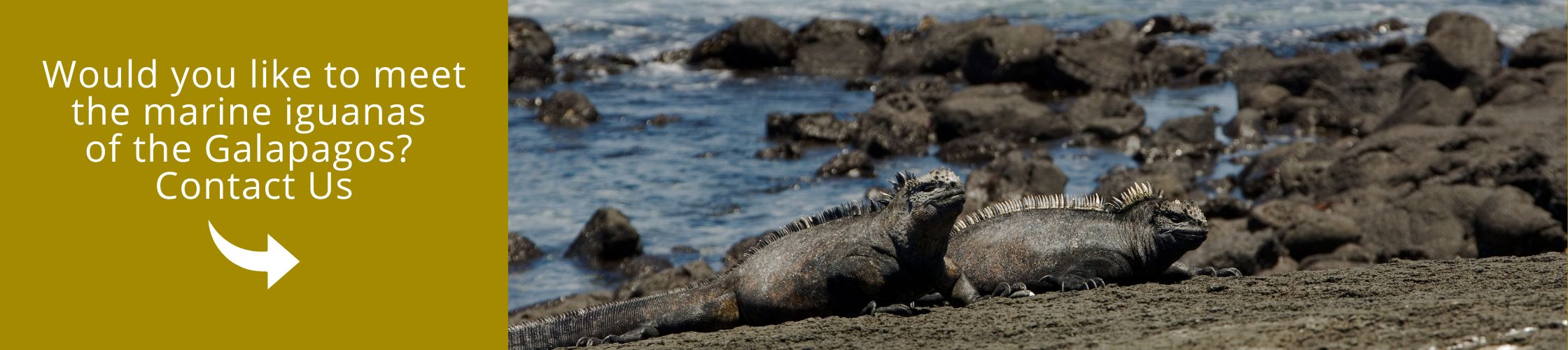 Visit Galapagos with us aboard the Galapagos Passion Yacht