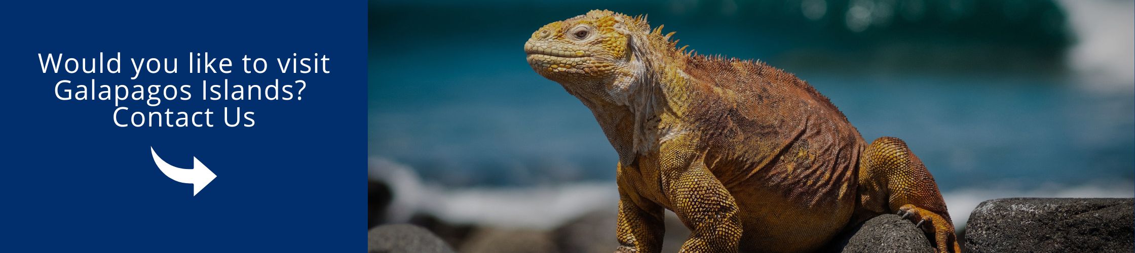 Visit Galapagos with us aboard the Natural Paradise