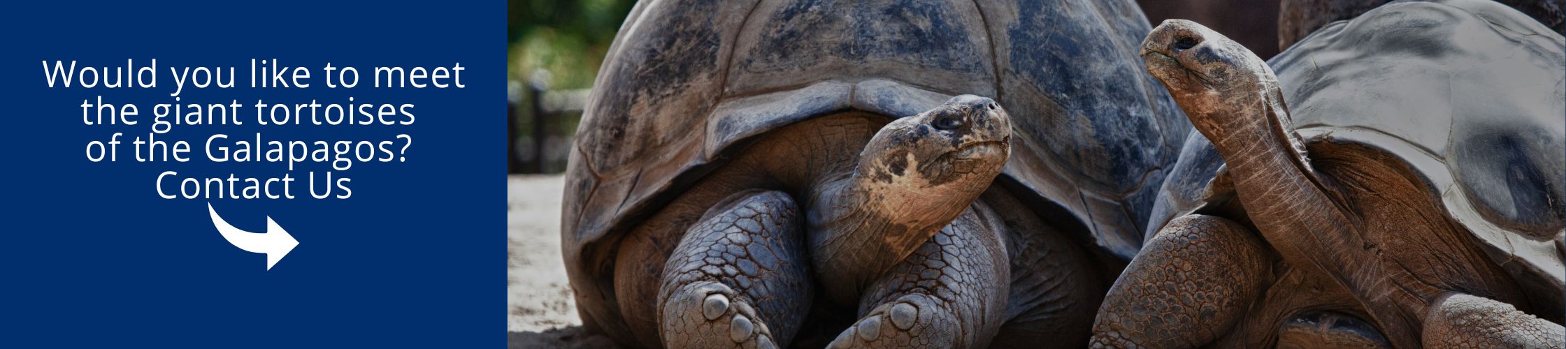 Visit Galapagos Island with us aboard the Natural Paradise Yacht