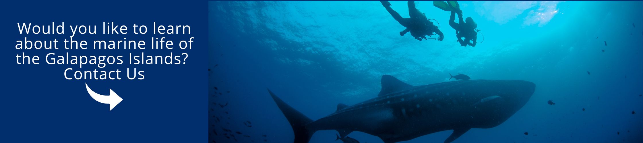 Visit Galapagos with us aboard the Natural Paradise