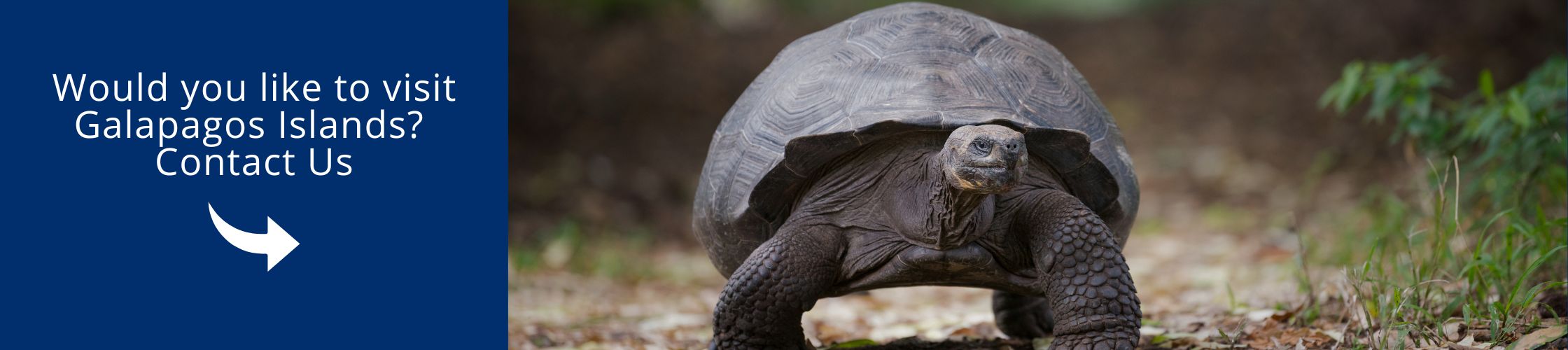 Visit Galapagos with us aboard the yacht Natural Paradise