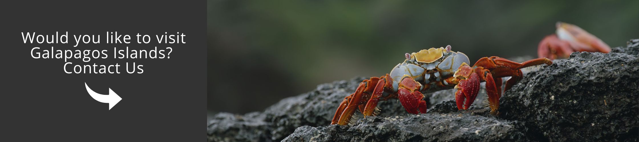 Visit Galapagos with us aboard the Santa Cruz II