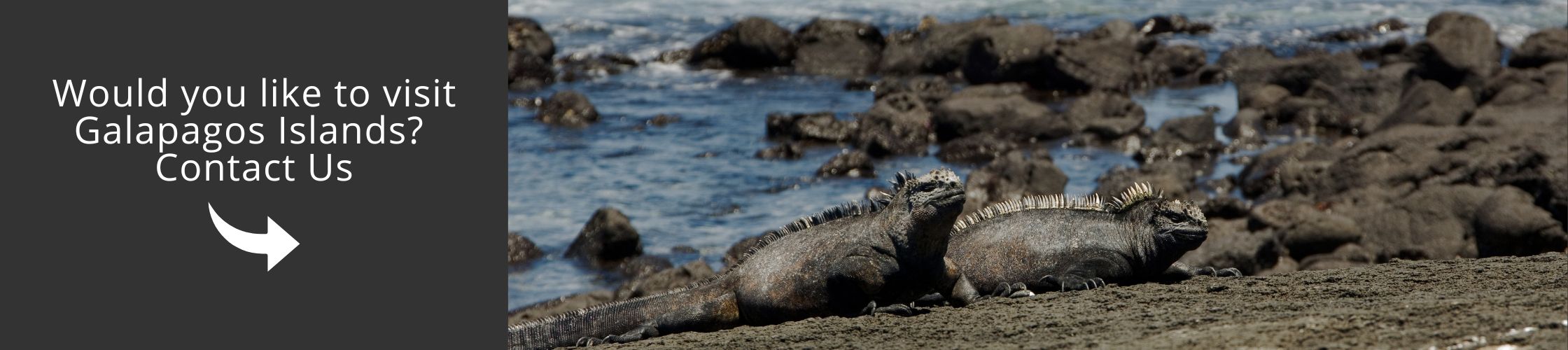 Visit Galapagos with us aboard the Santa Cruz II