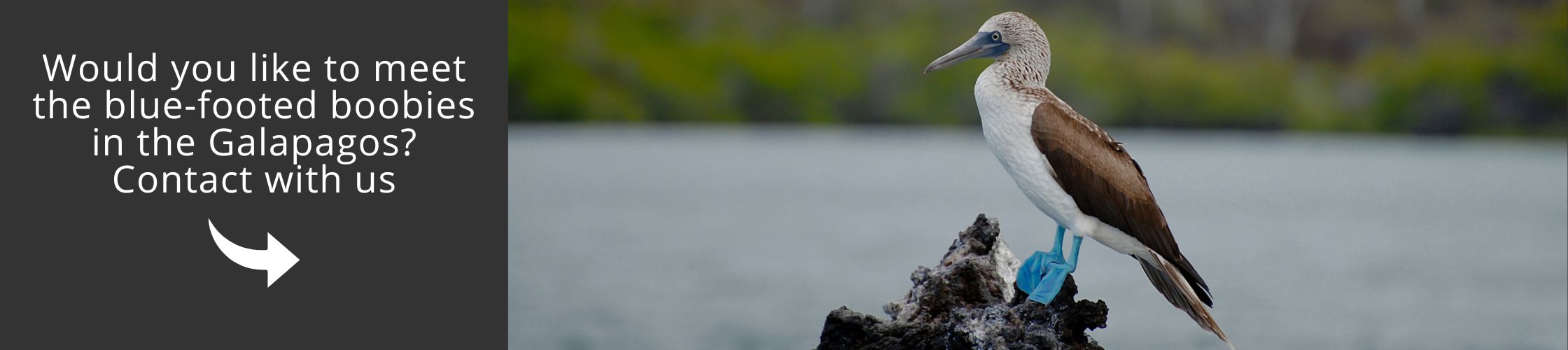 Visit Galapagos with us aboard the Santa Cruz II