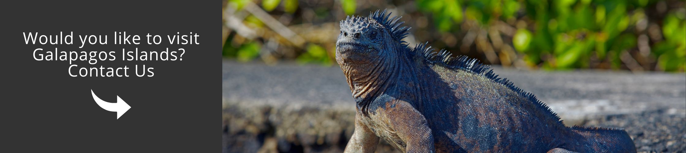 Visit Galapagos with us aboard the Santa Cruz II