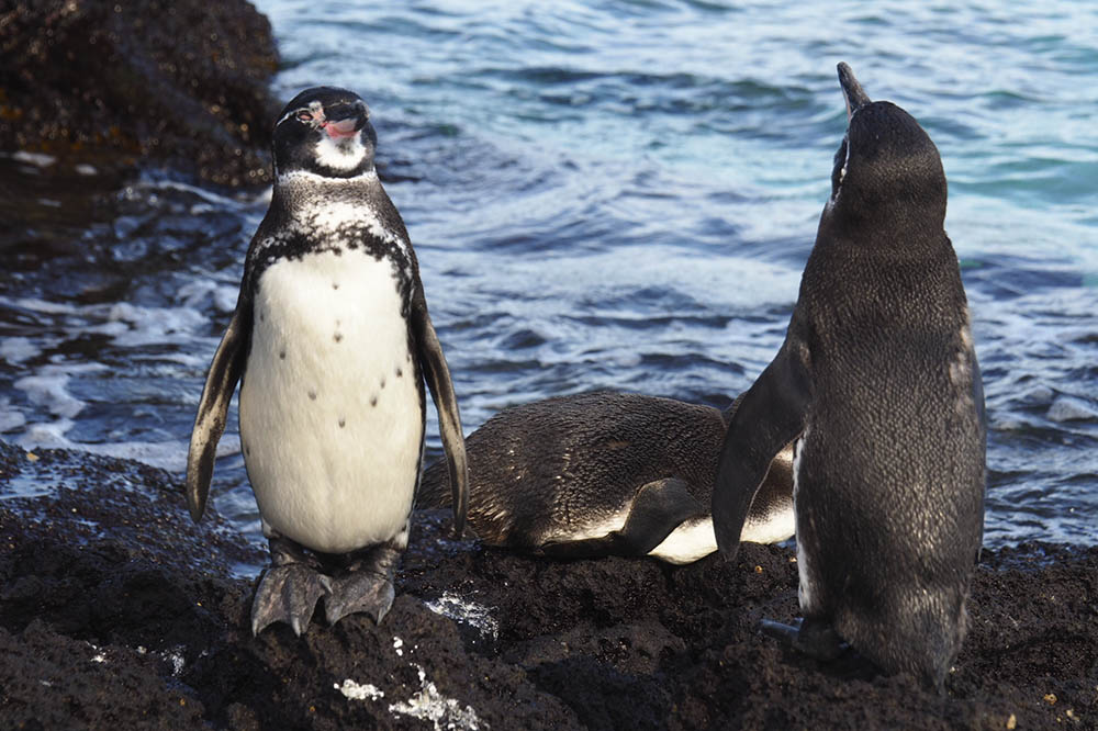 Pinguins de Galápagos