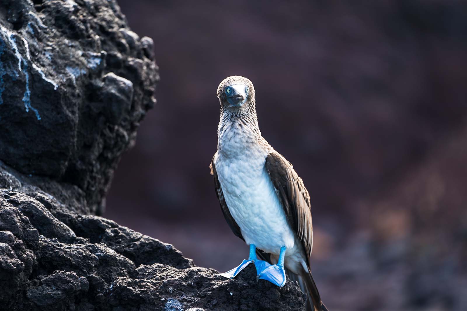 Piquero de patas azules | Galapagos