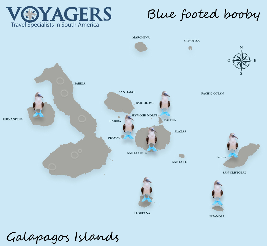 Piqueros de Patas Azules | Donde Buscar | Mapa | Galapagos