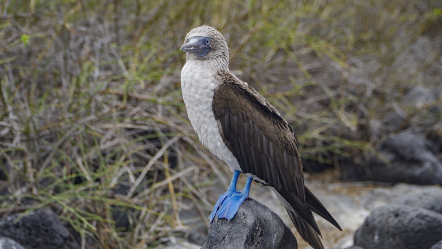 Blue footed booby | Galapagos Islands