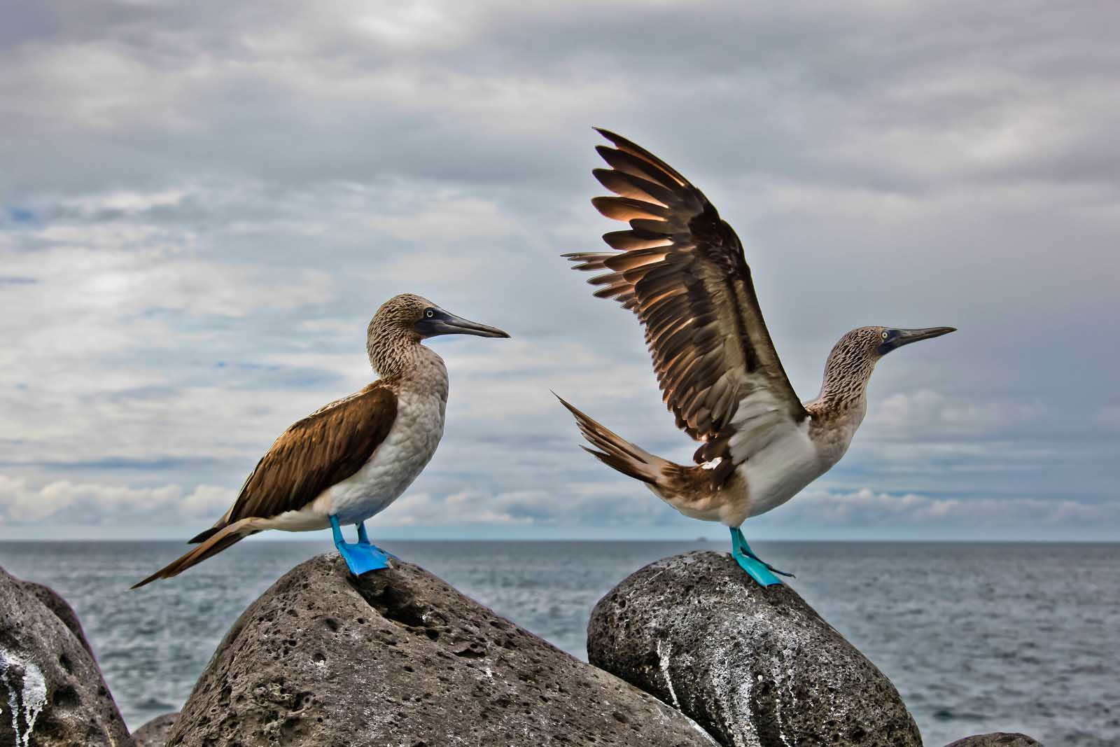 Blue footed boobies | Range and Habitat | Galapagos Islands