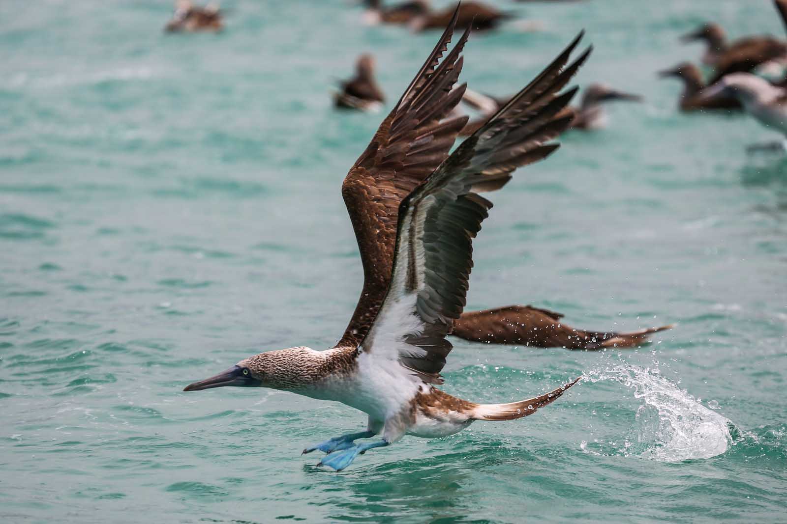 Blue footed boobies | Diet | Galapagos Islands