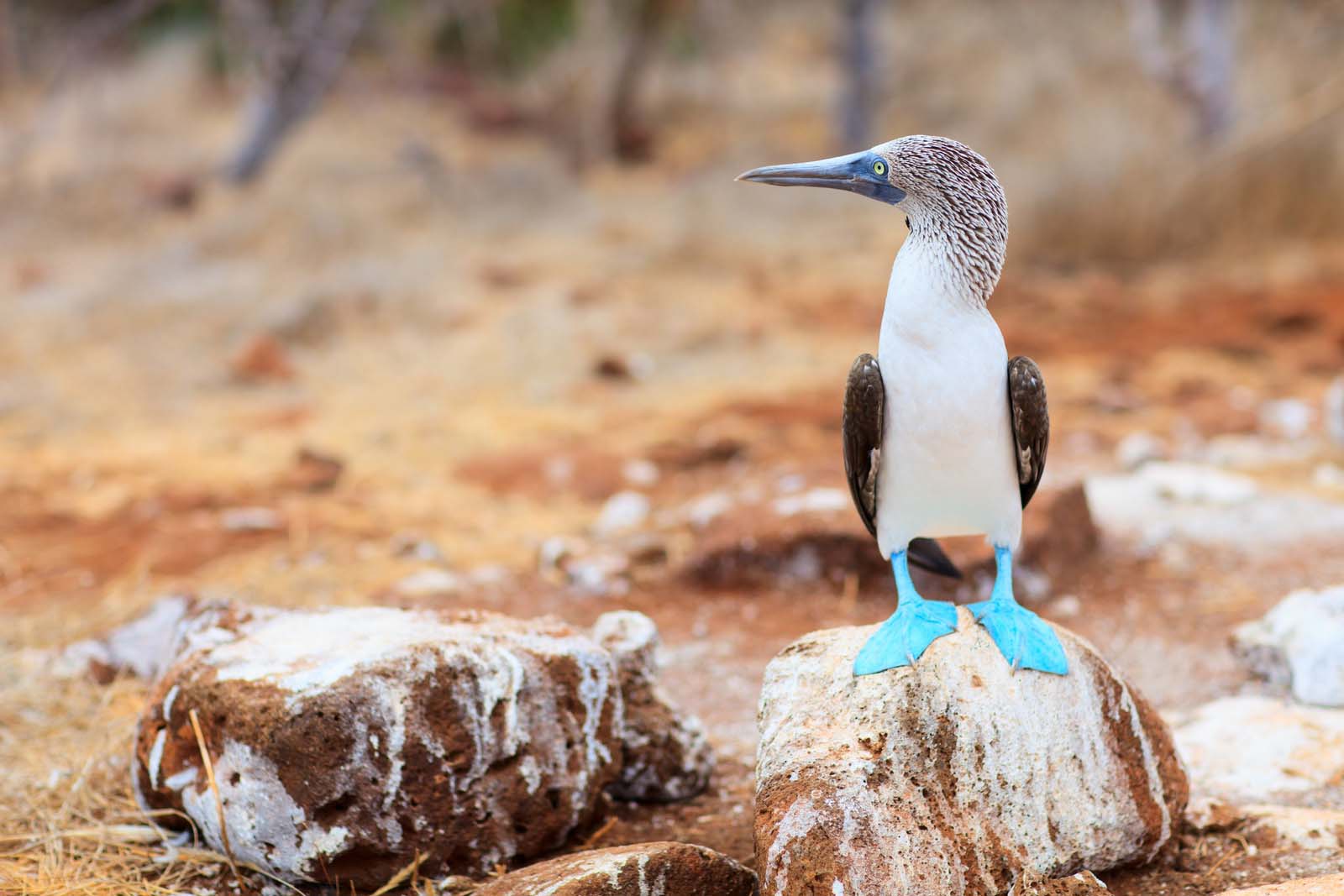 Blue footed booby | Blue Feet | Galapagos Islands