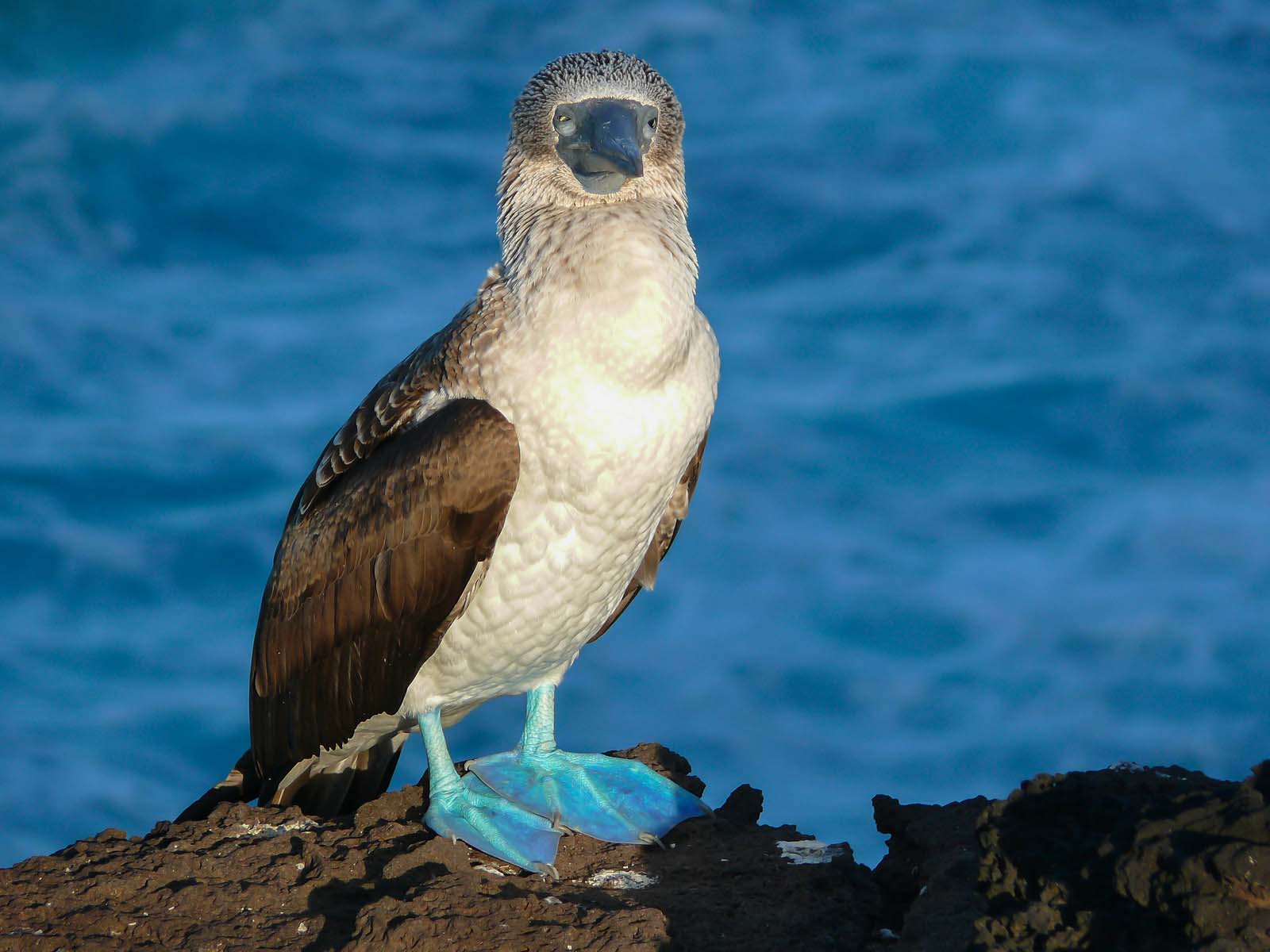 Blue footed booby | Española Island | Galapagos