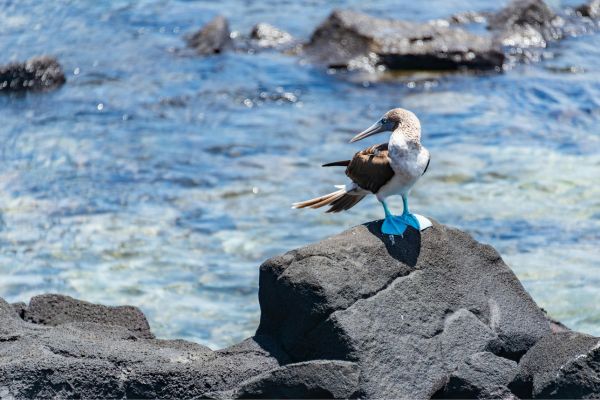 Booby Perching on a Rock