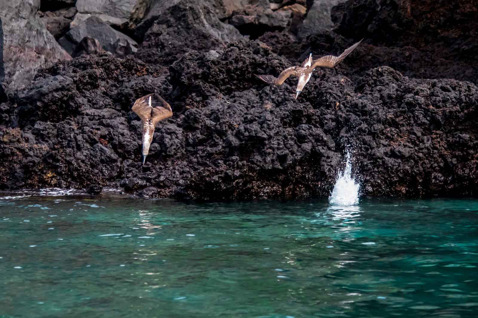 Bue footed boobies diving and huting | Unique Adaptations | Galapagos Islands