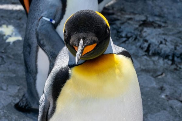 King Penguin | Antarctica