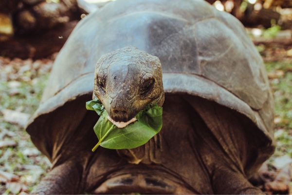 Close-up of a Galapagos Giant Tortoise 