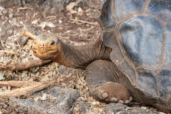 Close-up of a Giant Tortoise II 