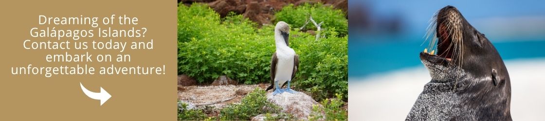 Visit Galapagos with us!