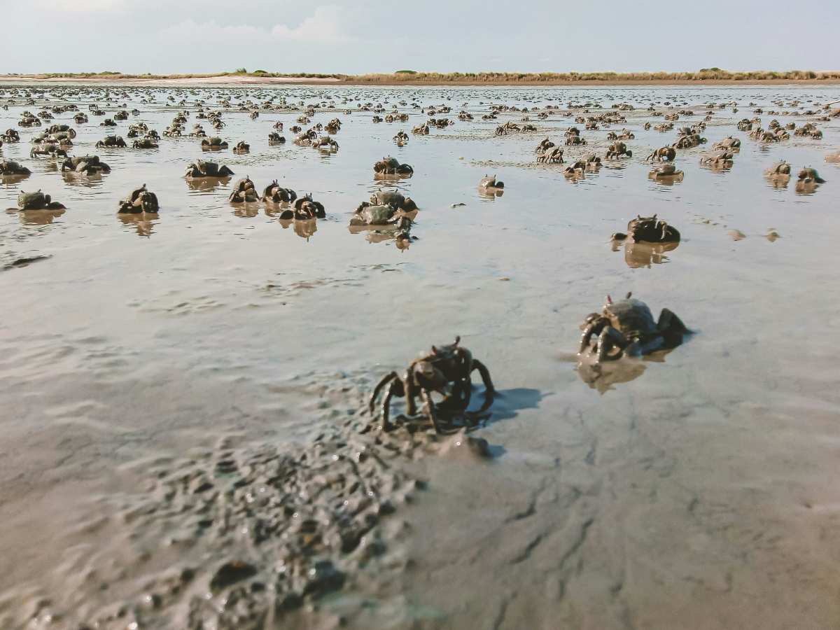 Crabs | Galapagos Islands