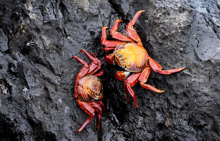 Crabs | Galapagos Islands