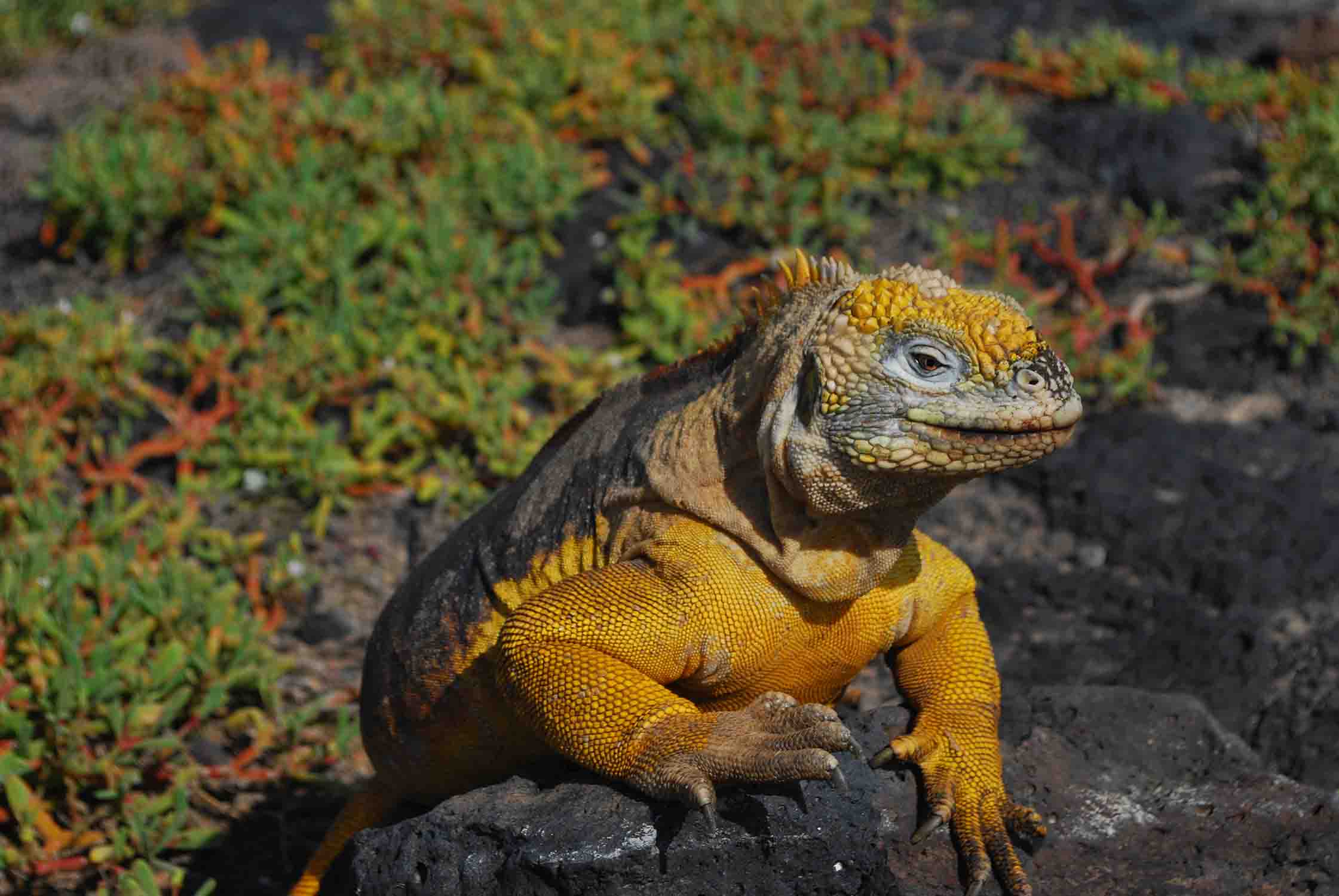 Galapagos land iguana