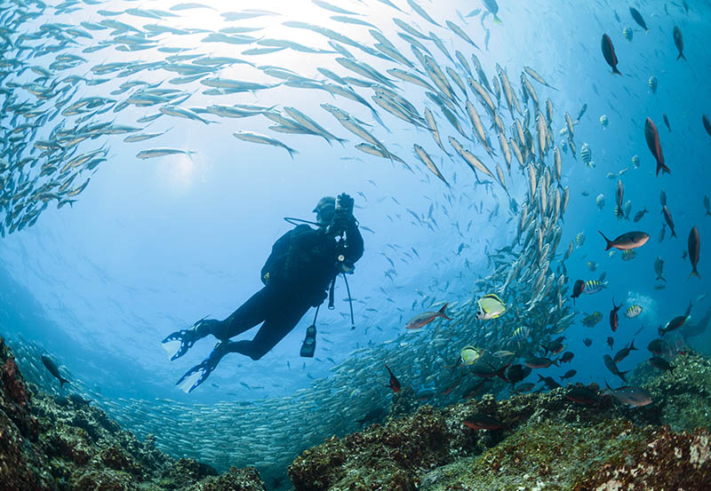 Diving galapagos