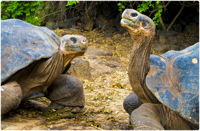 Tartarugas das Galápagos | Ilhas Galápagos