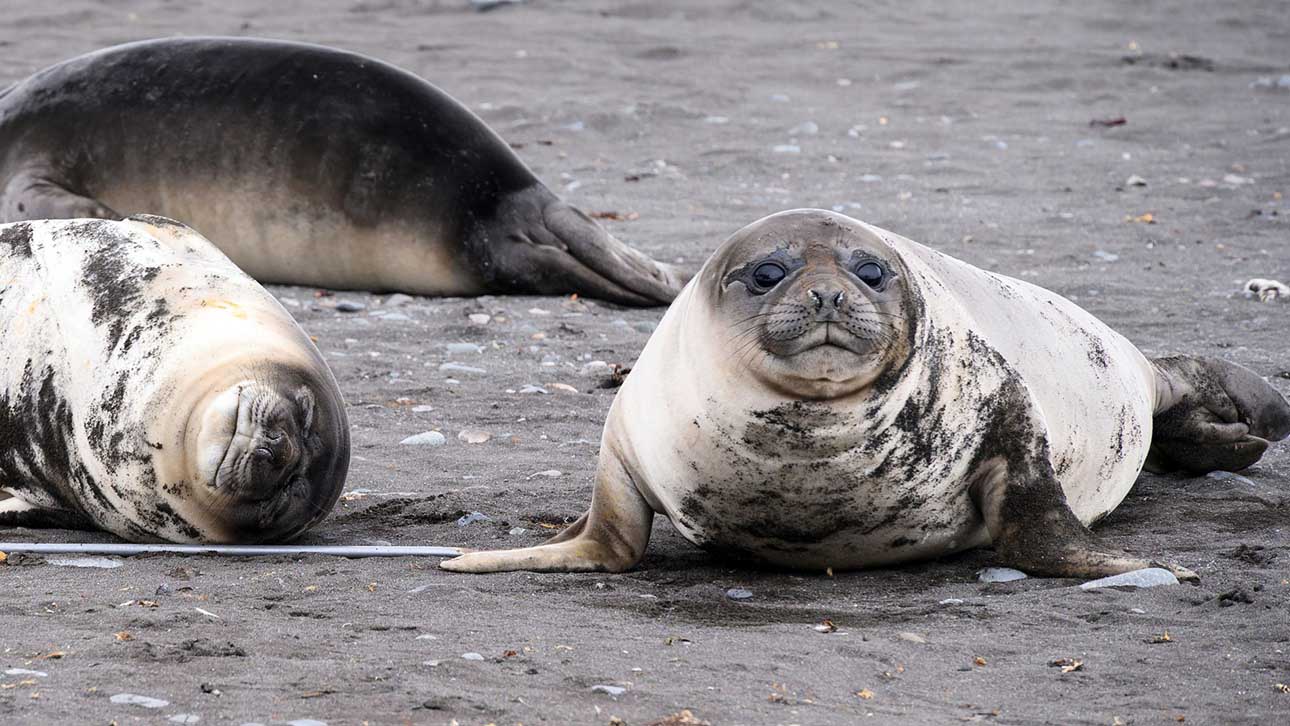 Elephant seal pups | Walker Bay | Livingston Island | Northern Antarctic Peninsula