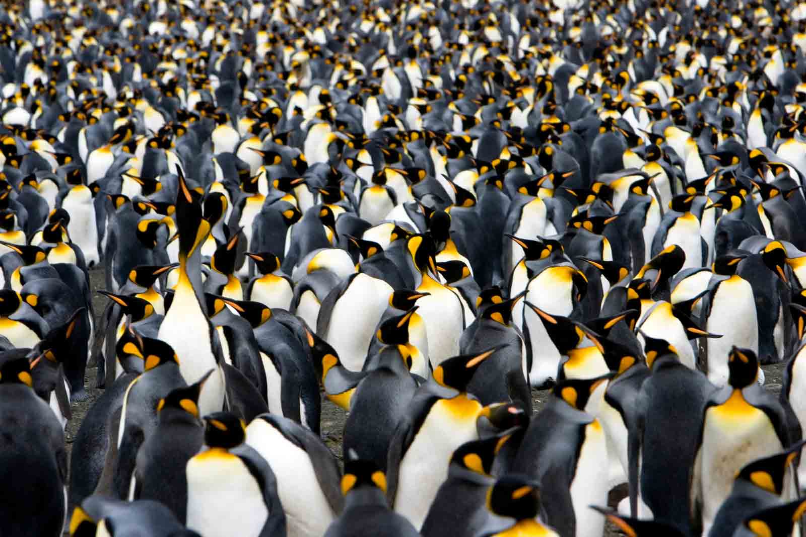 Emperor Penguins | Antarctica