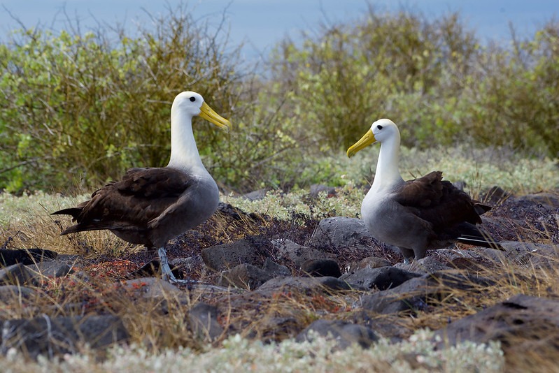 Albatroz ondulado | Ilhas Galápagos