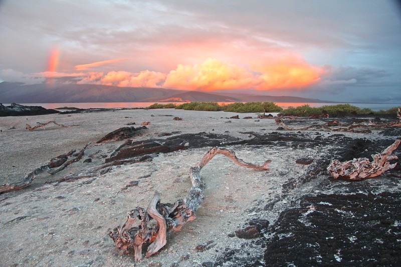 Punta Espinoza | Ilha Fernandina | Ilhas Galápagos
