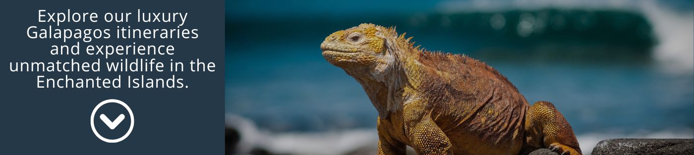 Explore our luxury Galapagos itineraries and experience unmatched wildlife in the Enchanted Islands