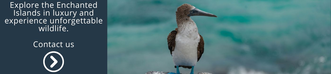 Explore the Enchanted Islands in luxury and experience unforgettable wildlife