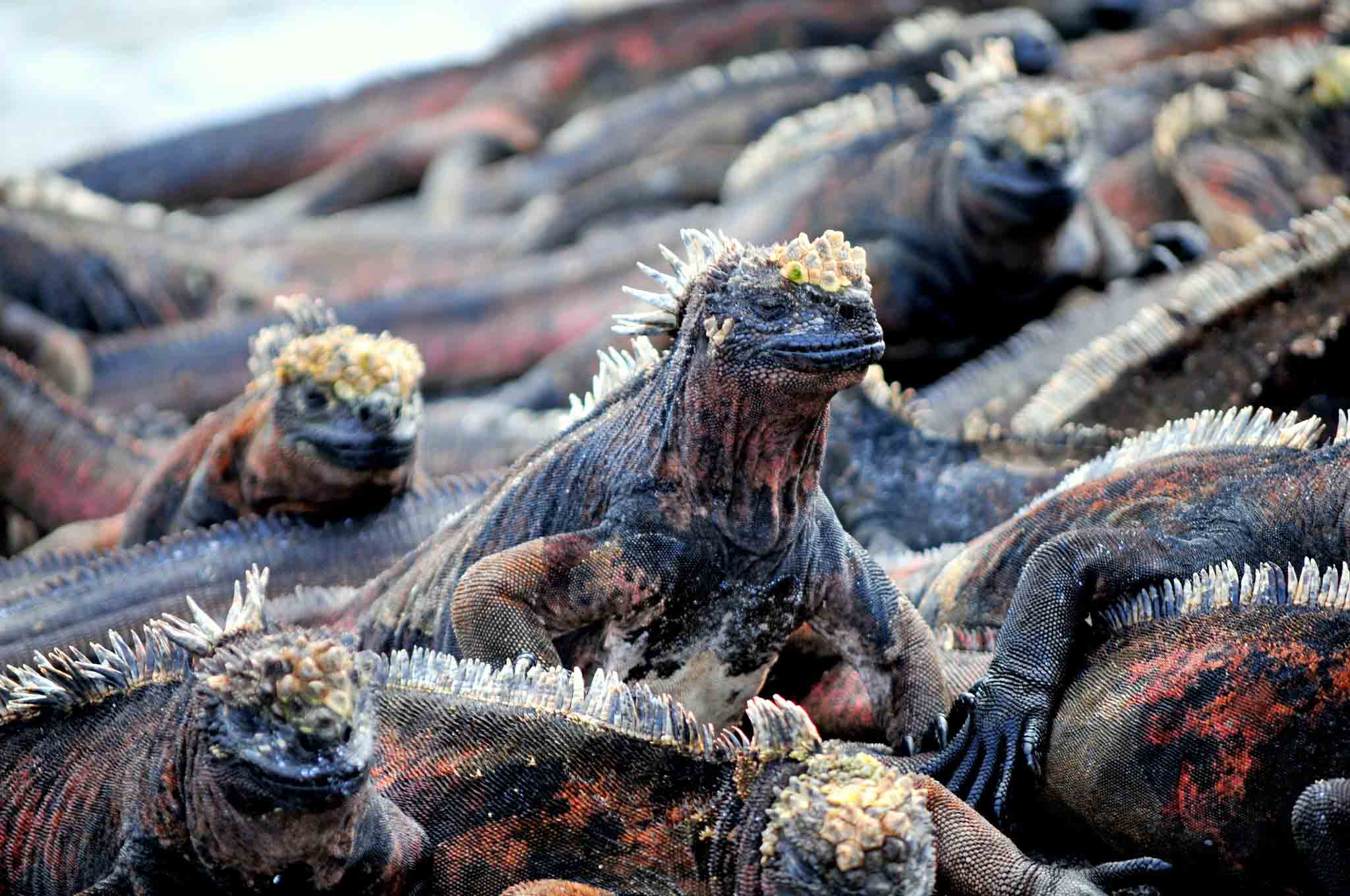 Iguanas marinhas | Ilha Santiago | Ilhas Galápagos