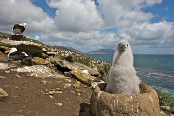 Falklands - Albatross
