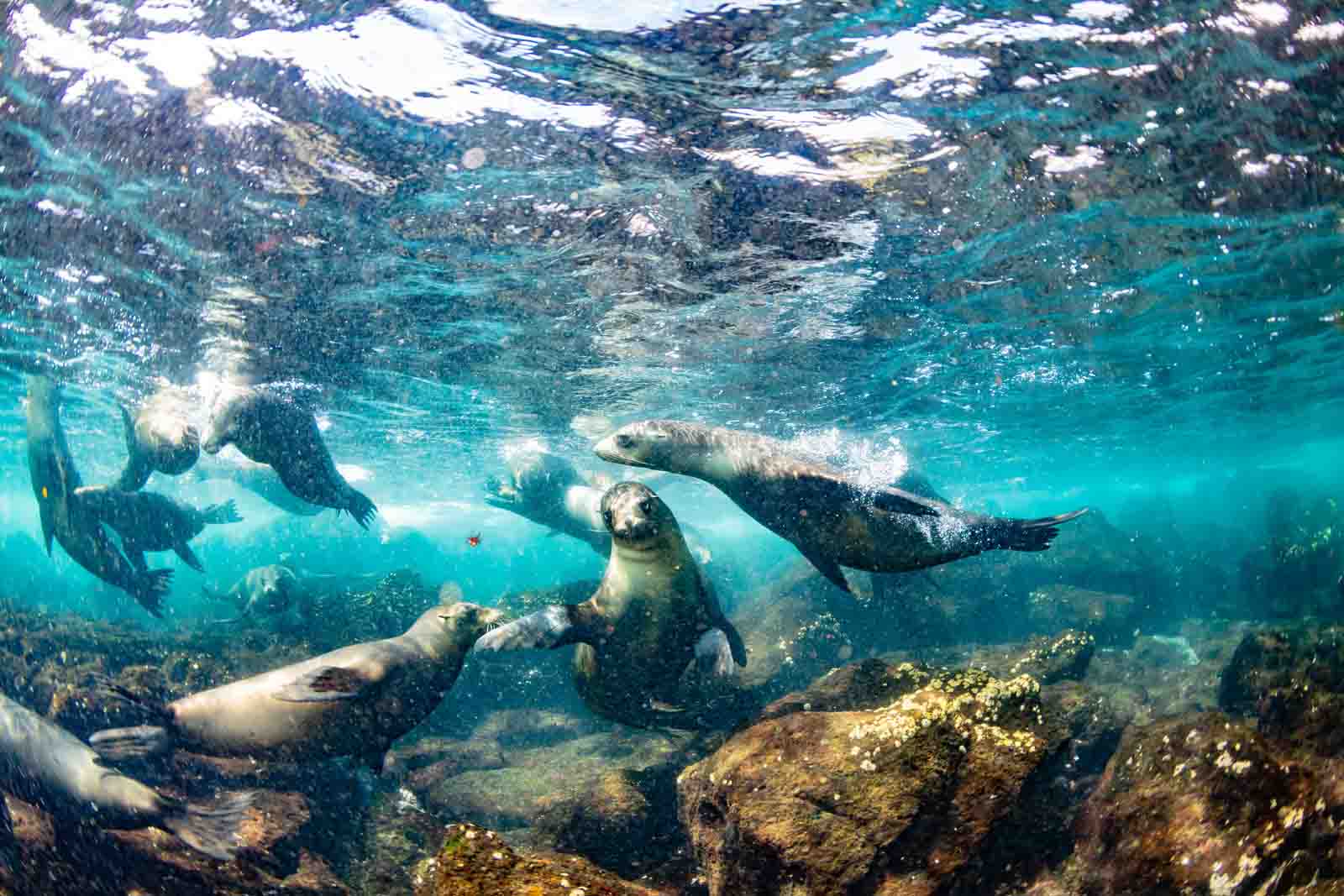 Lobos Marinos Glápagos