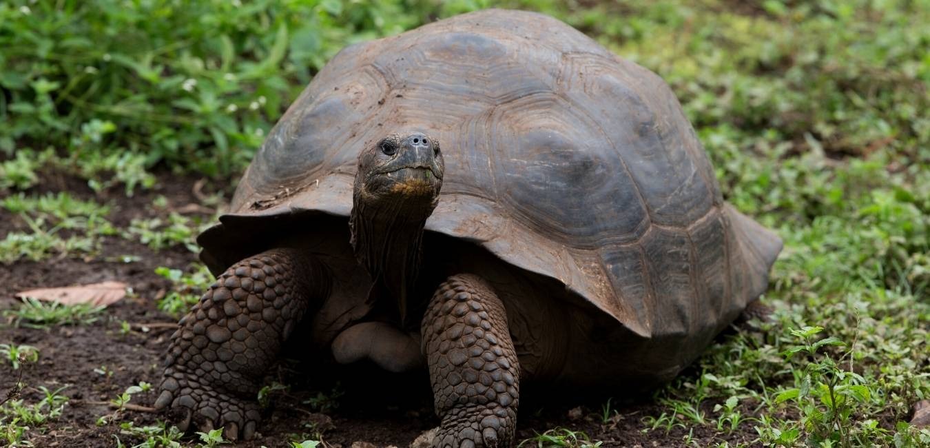 Fernadina Island | Galapagos Giant Tortoise